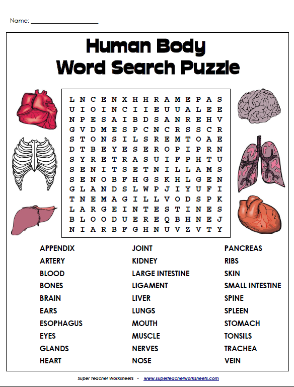 human body word search.png